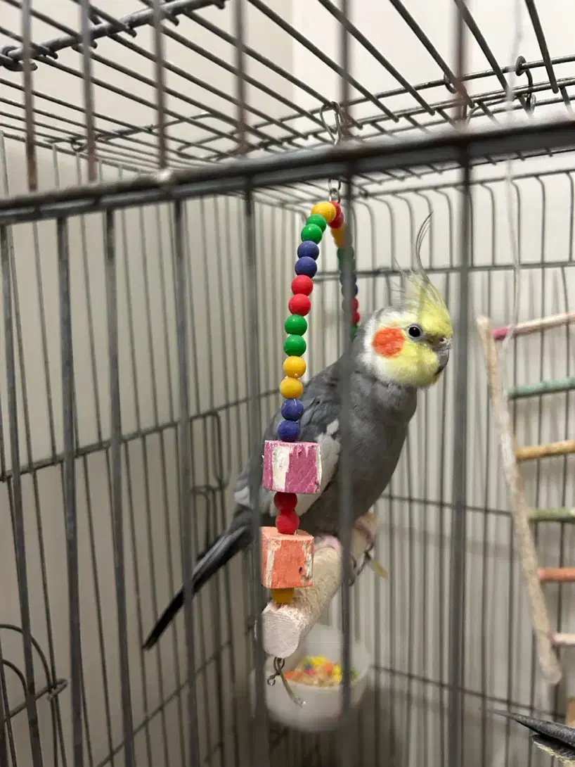 عروس هلندی|پرنده|تهران, افسریه شمالی|دیوار