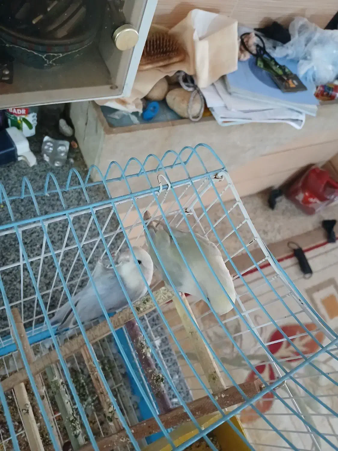 طوطی کتوله|پرنده|یاسوج, |دیوار