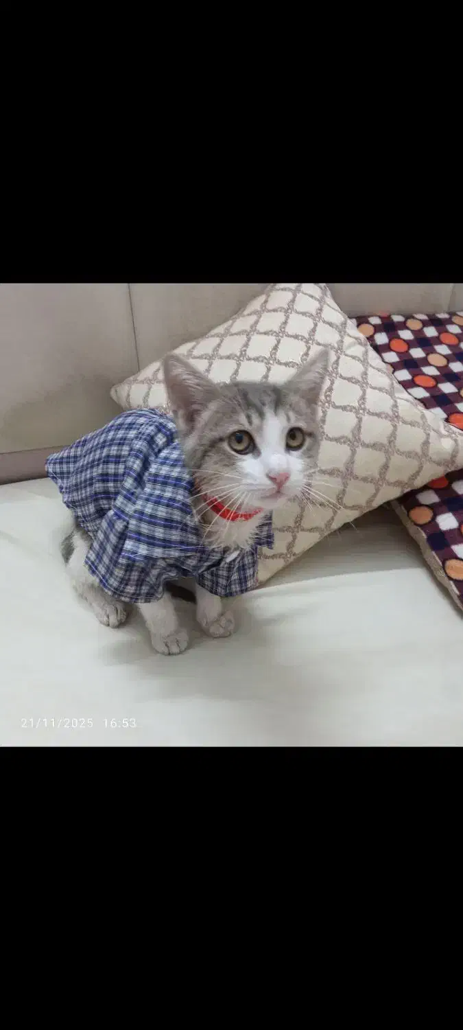 واگذاری بچه گربه با لوازم|گربه|ری, دیلمان|دیوار