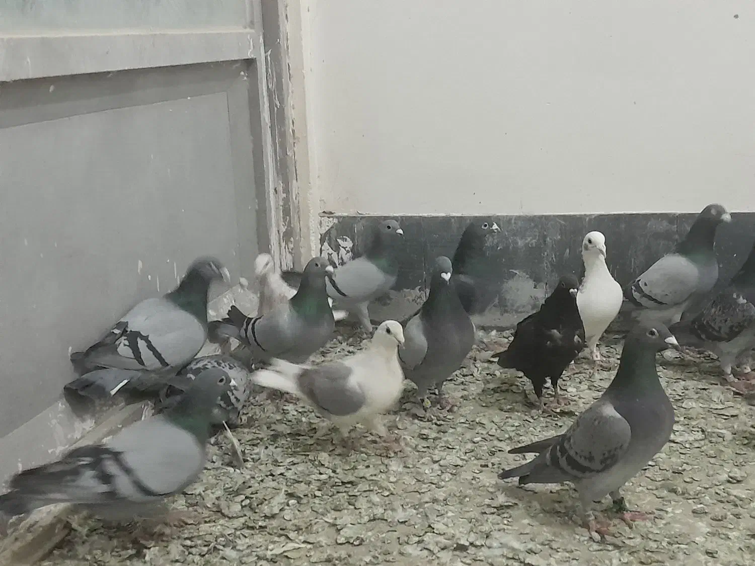 ۳۰ عدد حیون یک دنده|پرنده|تربت‌حیدریه, مسجد جامع|دیوار