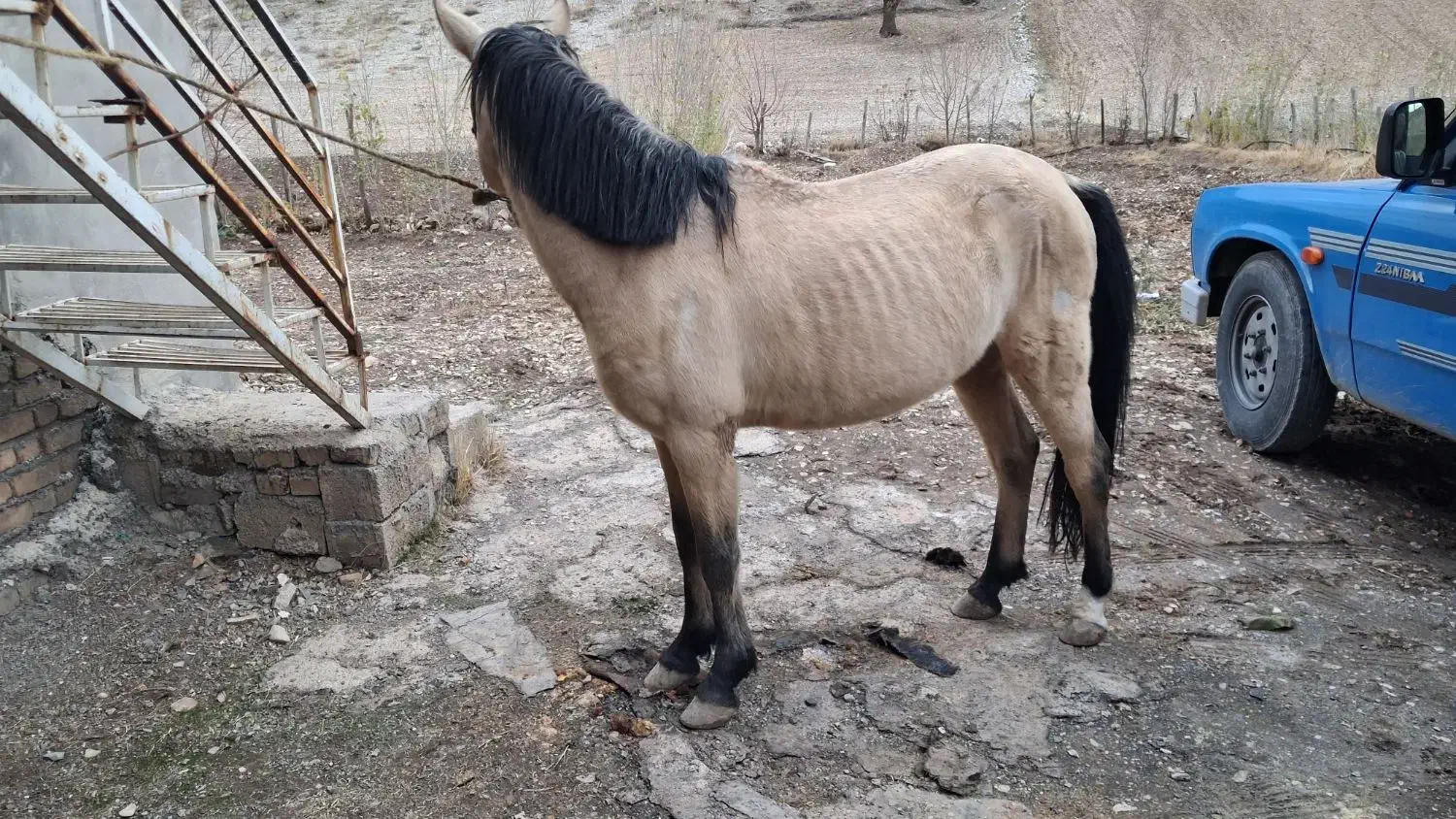 خرید فروش اسب باری|اسب و تجهیزات اسب‌سواری|خرم‌آباد, |دیوار