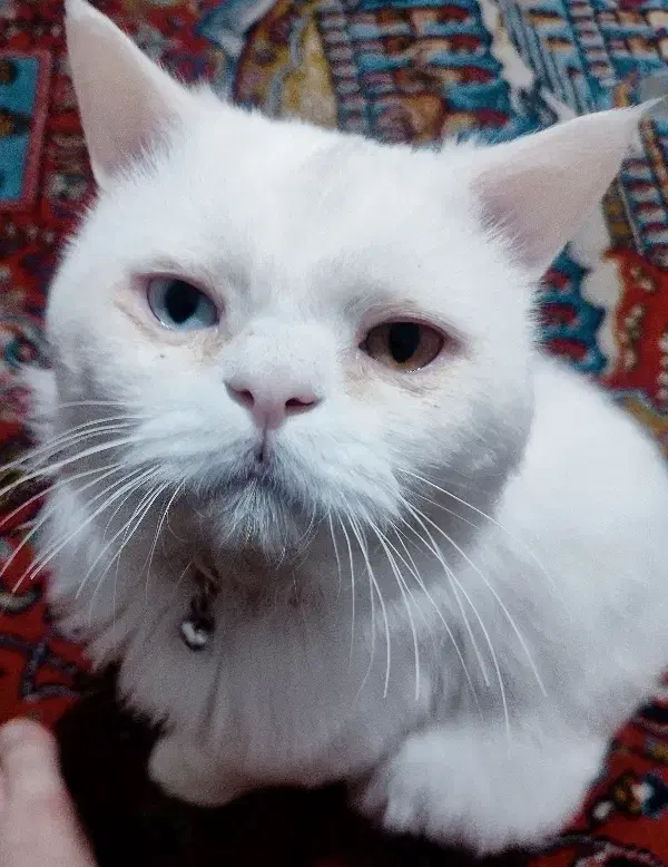 گربه تابه تا یا چشم دورنگ پرشین ایرانی|گربه|سردشت, |دیوار