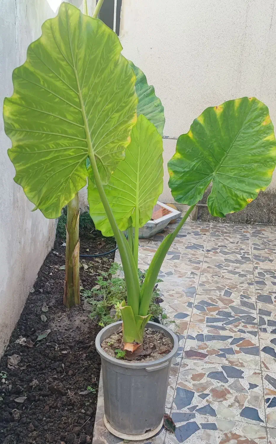 گل بابا آدم ۴ عدد|گل و گیاه طبیعی|قائمشهر, |دیوار