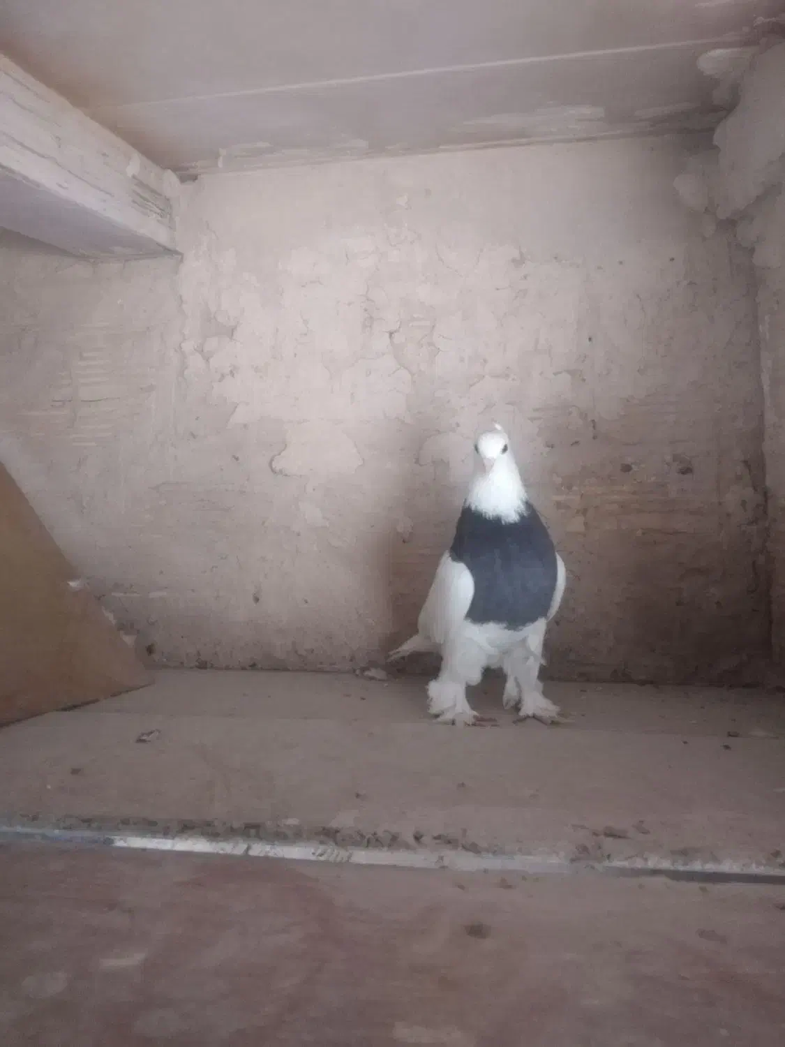 ماده طوقی|پرنده|قم, یزدانشهر|دیوار