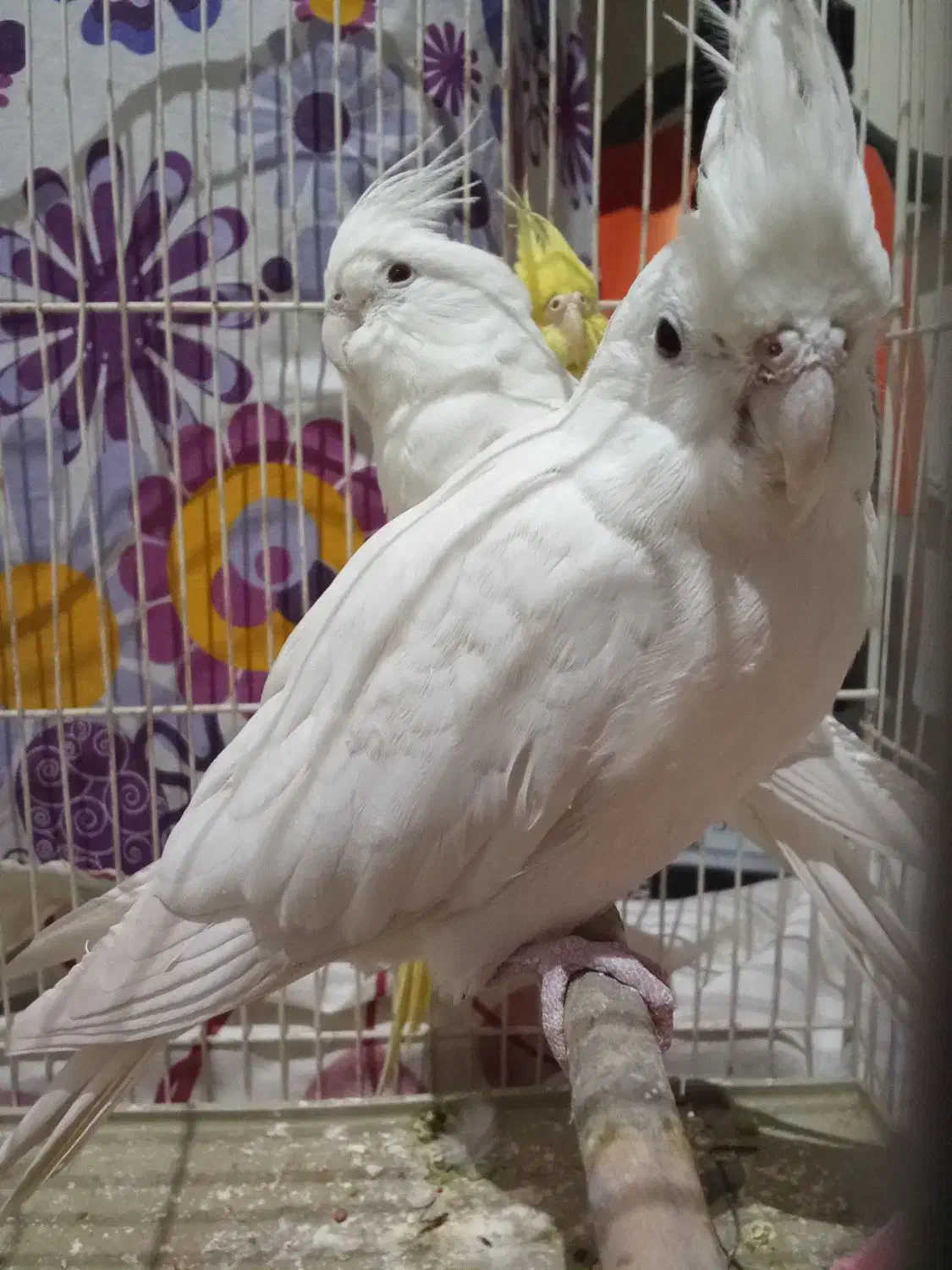 عروس هلندی البینو|پرنده|بیرجند, |دیوار