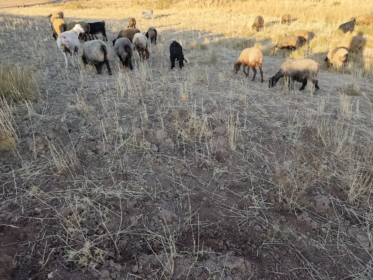 شیشک ابستن|حیوانات مزرعه|ارژن, |دیوار