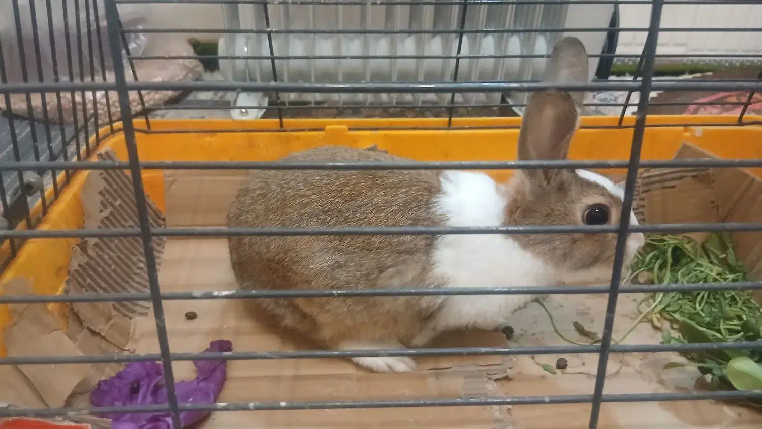 خرگوش|موش و خرگوش|شیراز, انجیره|دیوار