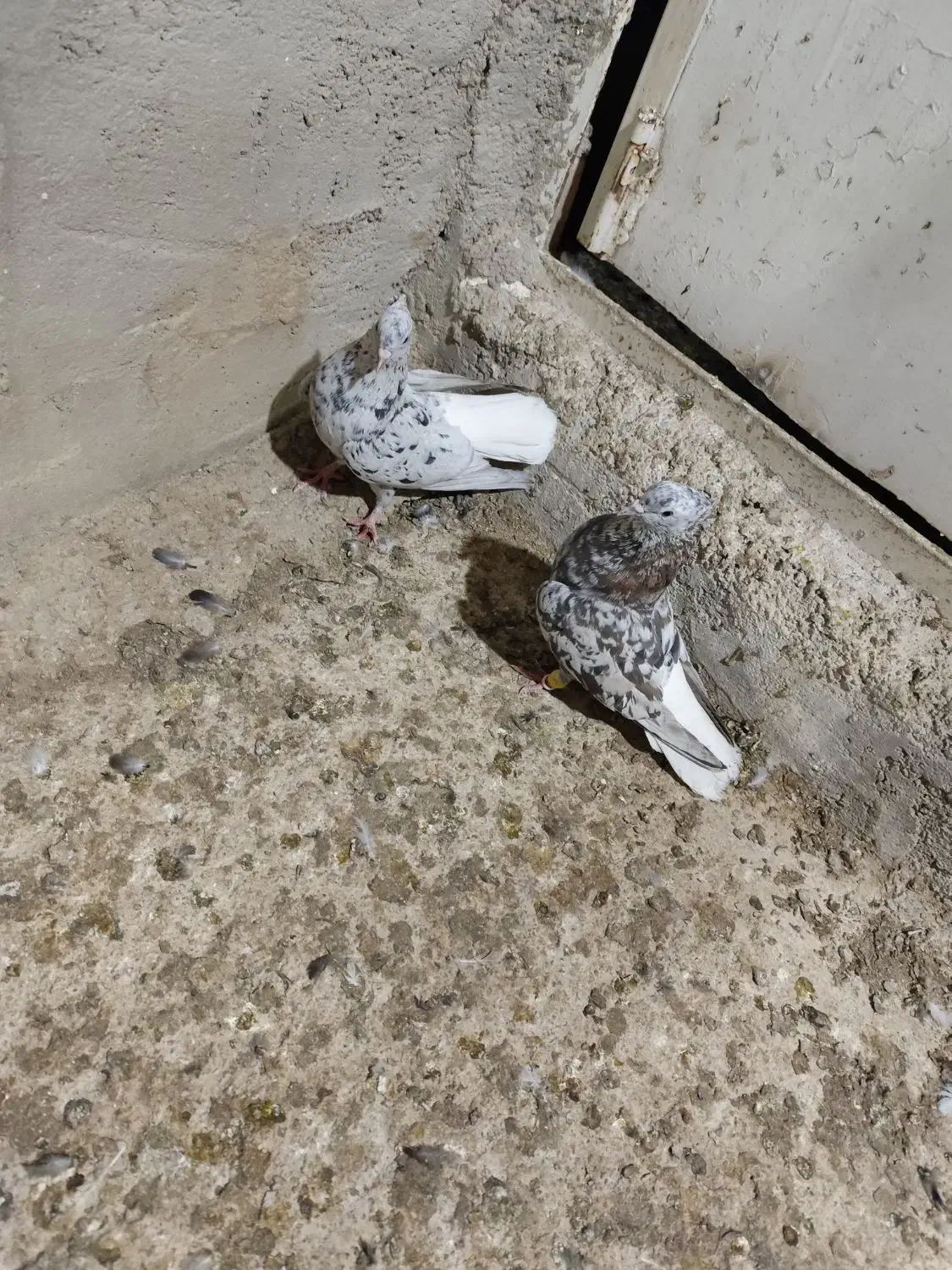 کبوتر کوهی دم سفید در سوسنگرد|پرنده|سوسنگرد, |دیوار