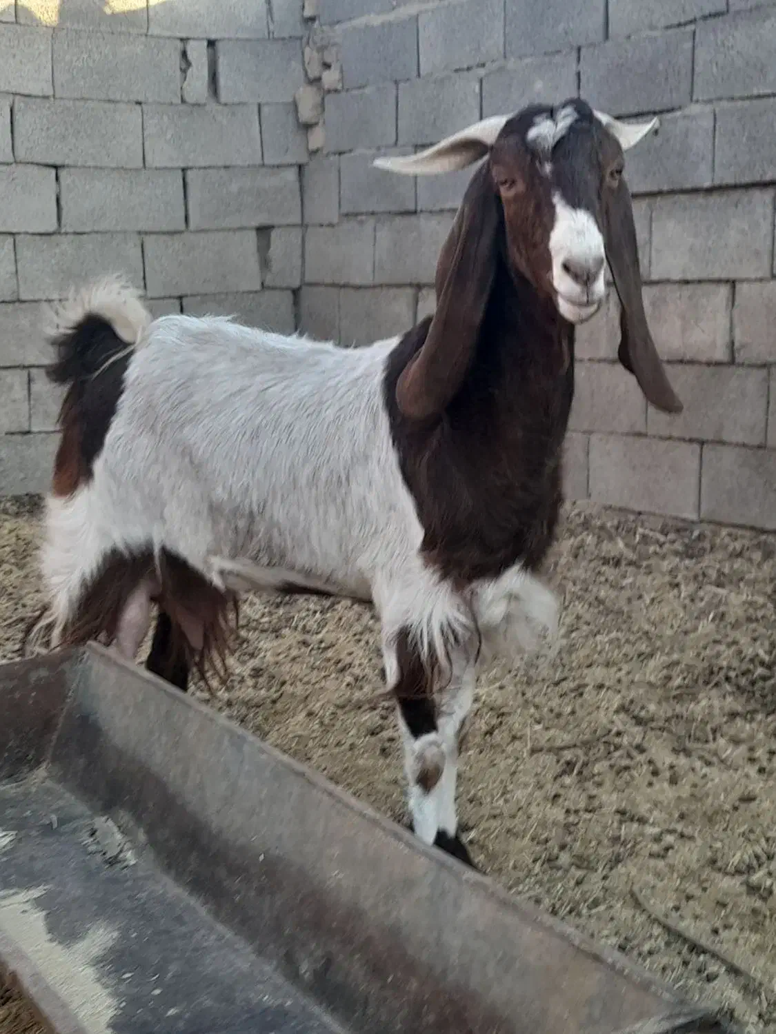 بز شیرا فروشی|حیوانات مزرعه|بردسکن, |دیوار