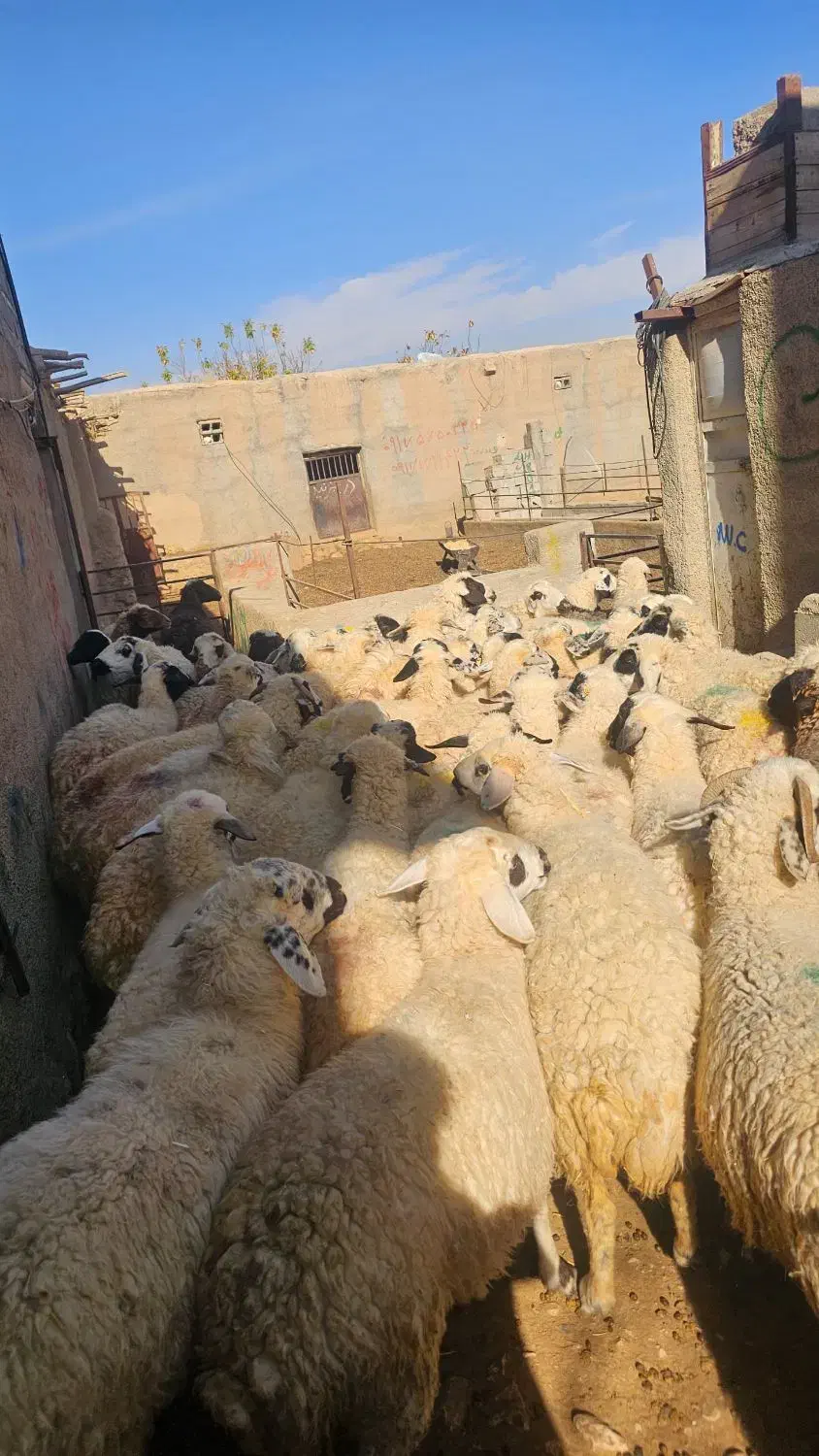 میش عراقی داشتی|حیوانات مزرعه|سرچهان, |دیوار