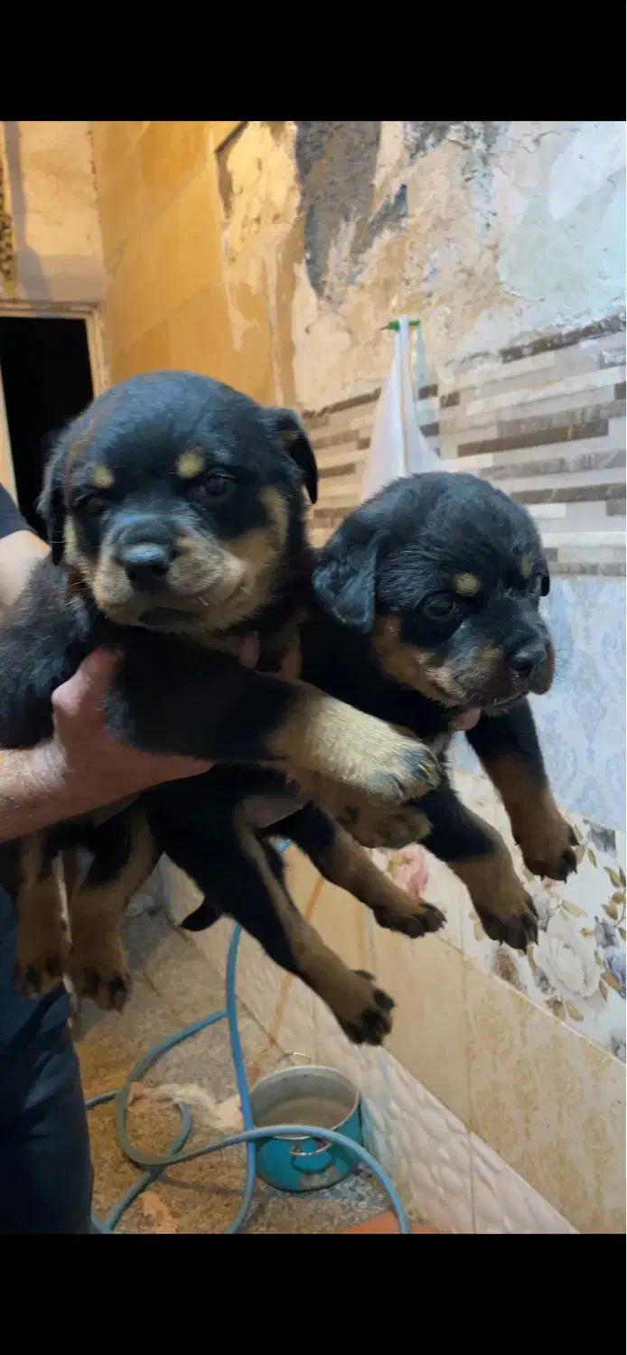 روتوایلر|سگ|شیراز, بهارستان|دیوار