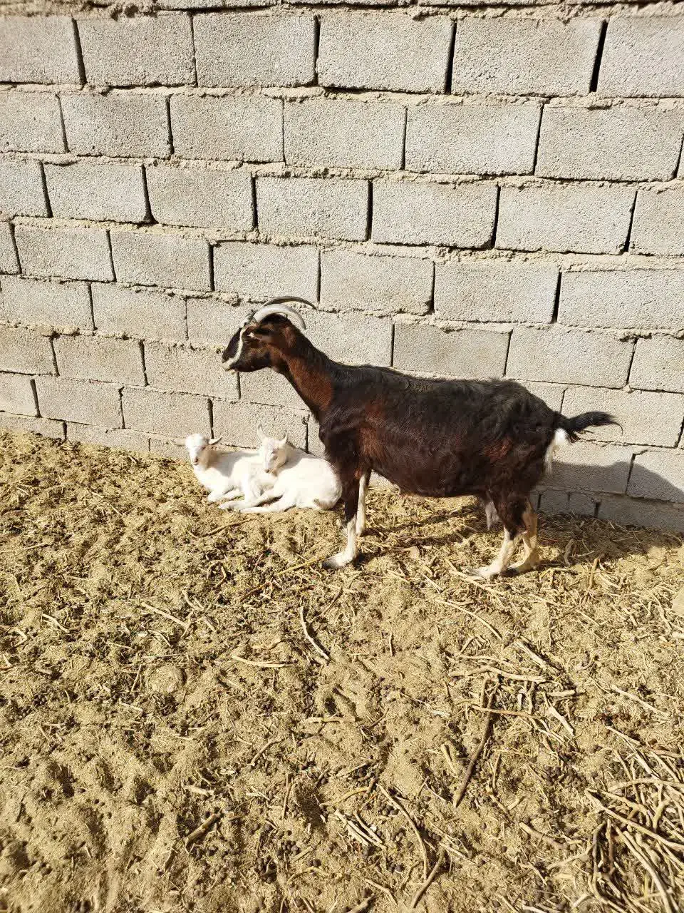 بز الپاین بادوبزغاله ماده|حیوانات مزرعه|مشهد, آبکوه|دیوار