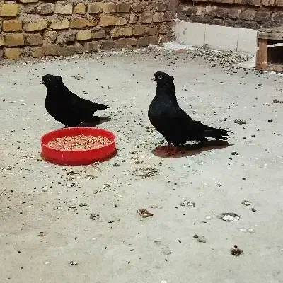 کفتر|پرنده|اردکان, |دیوار