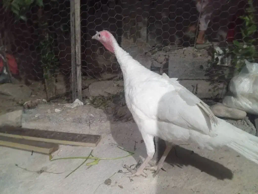 بوقلمون|حیوانات مزرعه|فیروزآباد (فارس), |دیوار