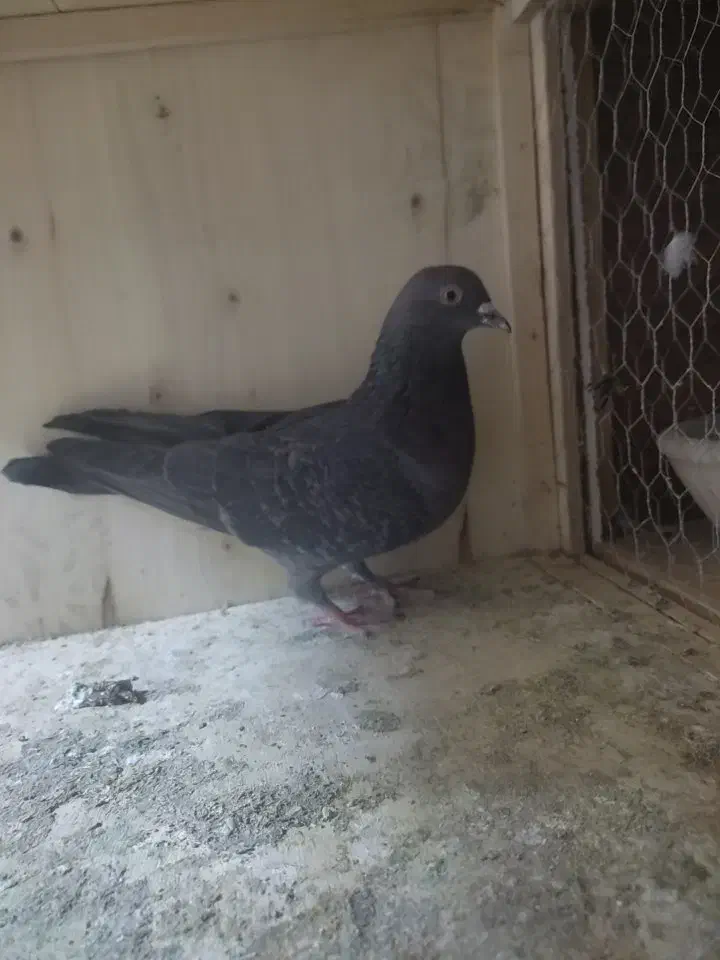 کبوتر ذاغ|پرنده|هشتگرد, شهرک وحدت|دیوار