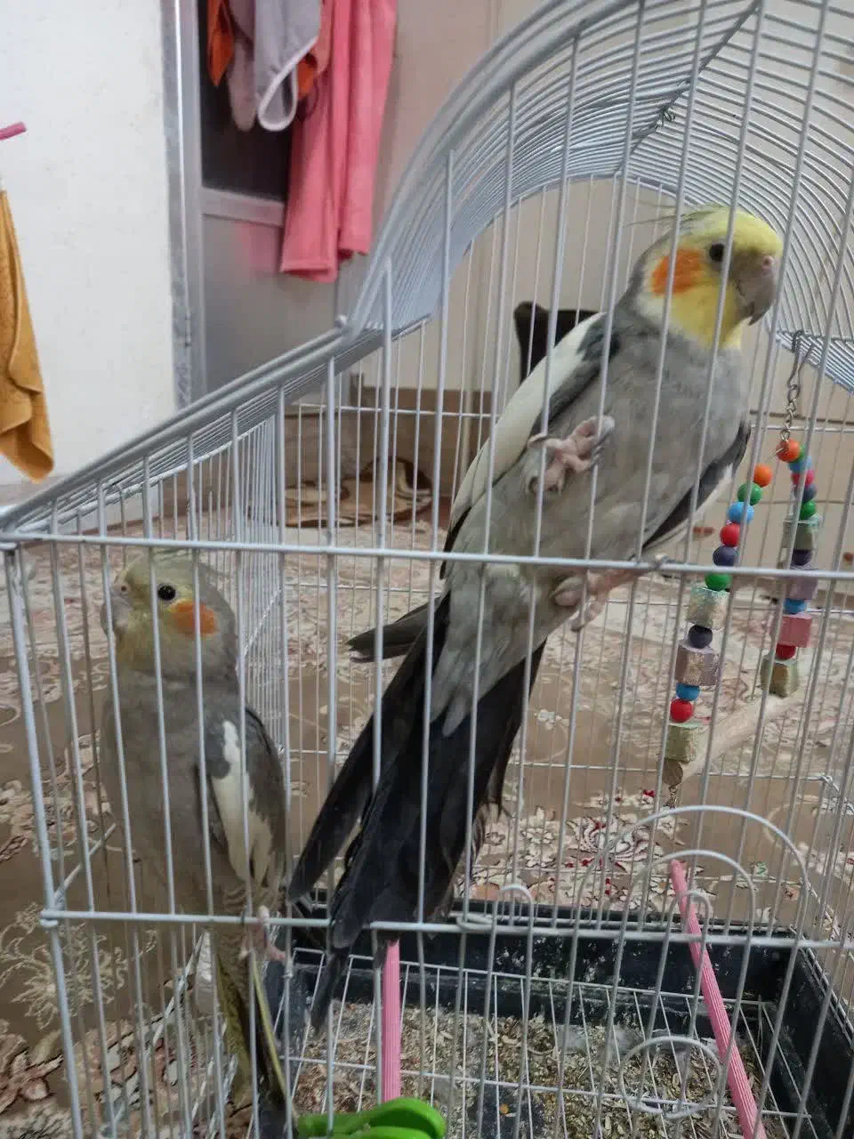 عروس هلندی جفت|پرنده|نجفآباد, شهدای غربی|دیوار