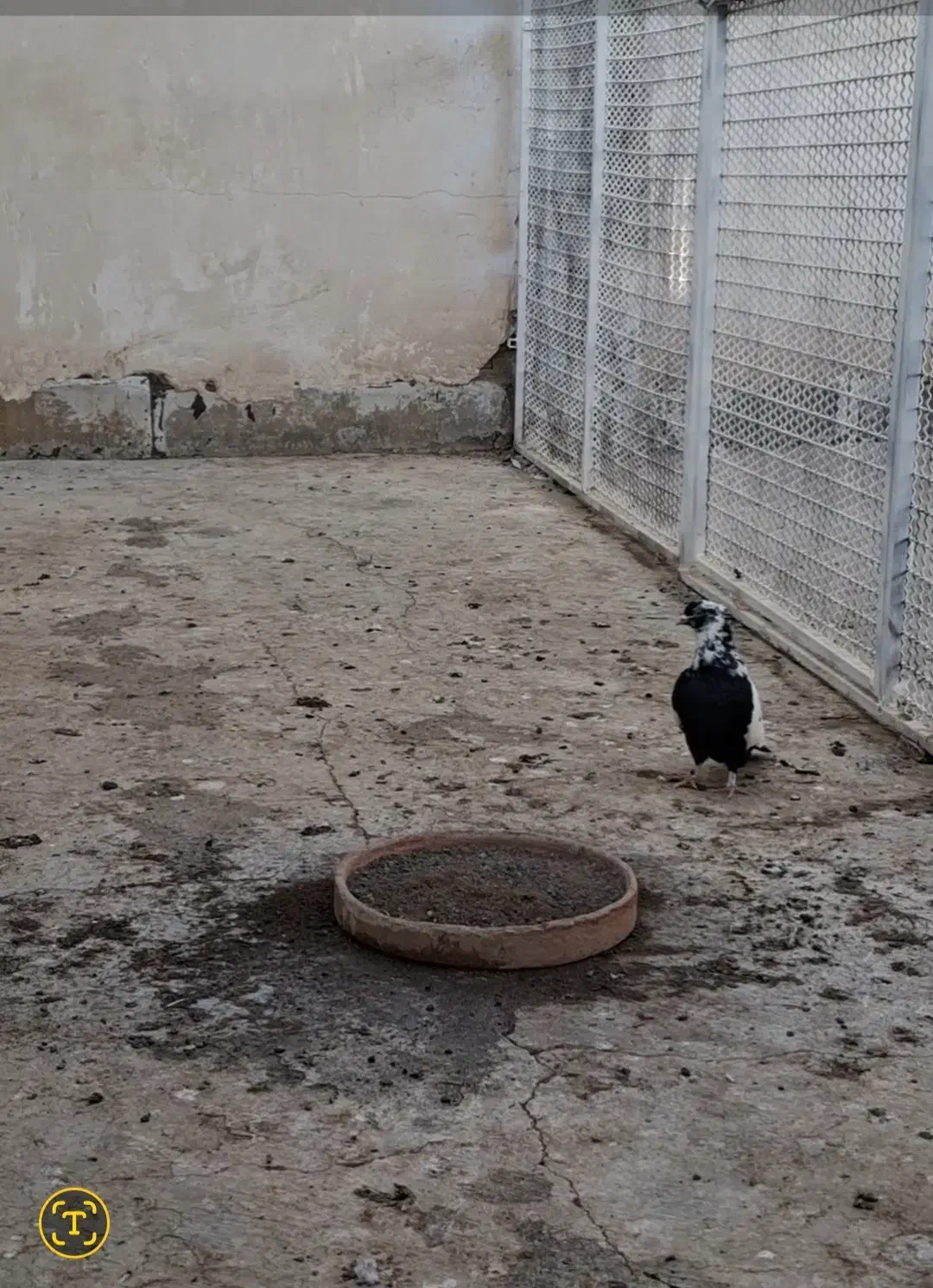 نرماده شالنگ سیاه عتیقه|پرنده|قم, دورشهر|دیوار