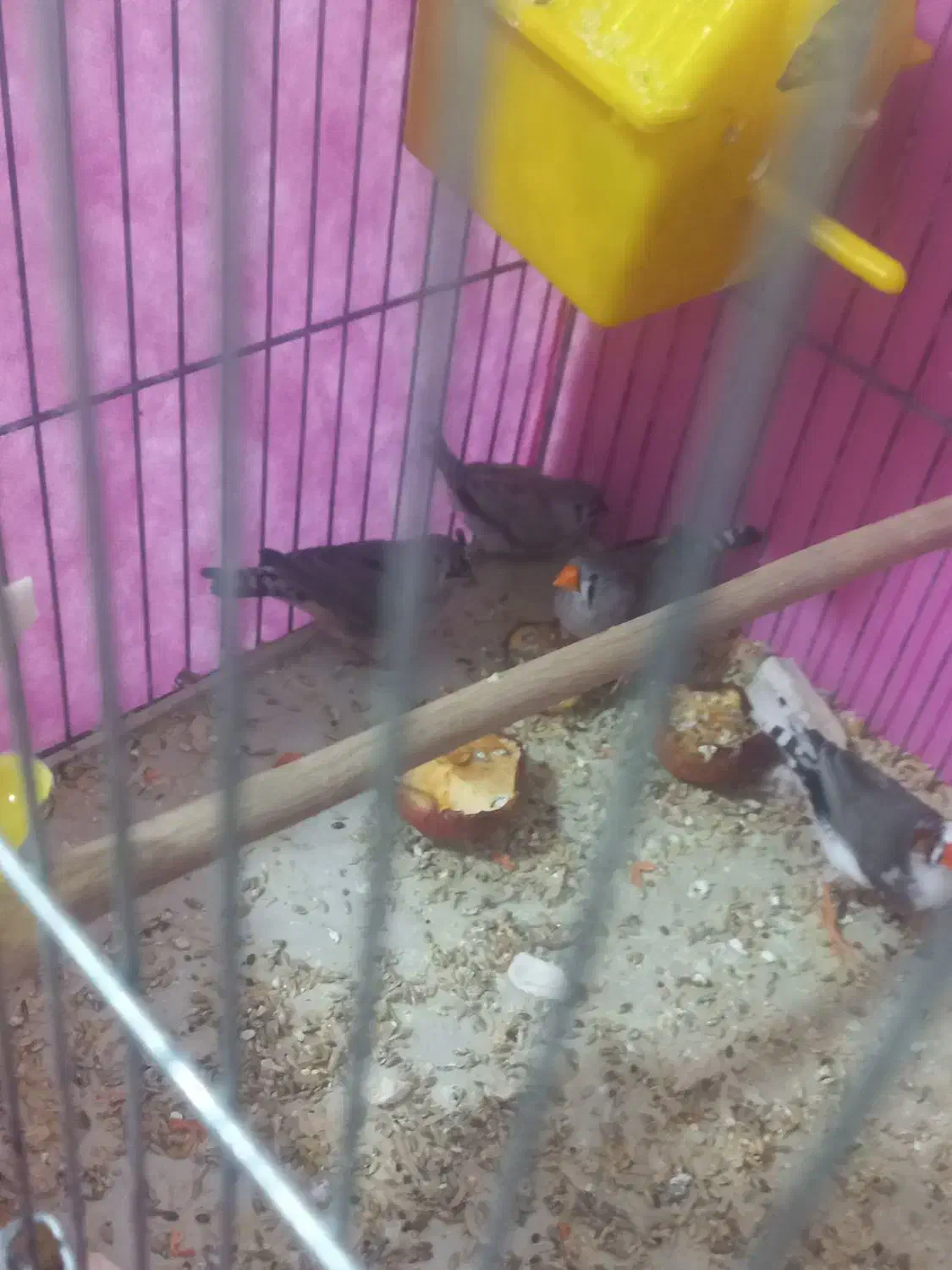 پرنده|پرنده|پرند, فاز ۶|دیوار