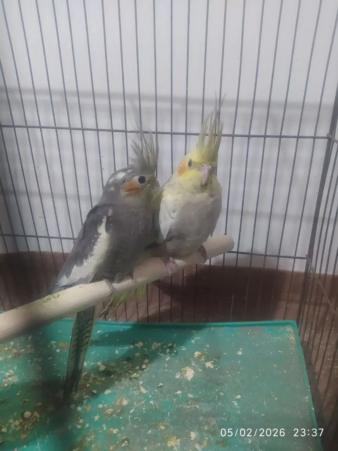 جوجه عروس هلندی|پرنده|قم, زند آباد|دیوار