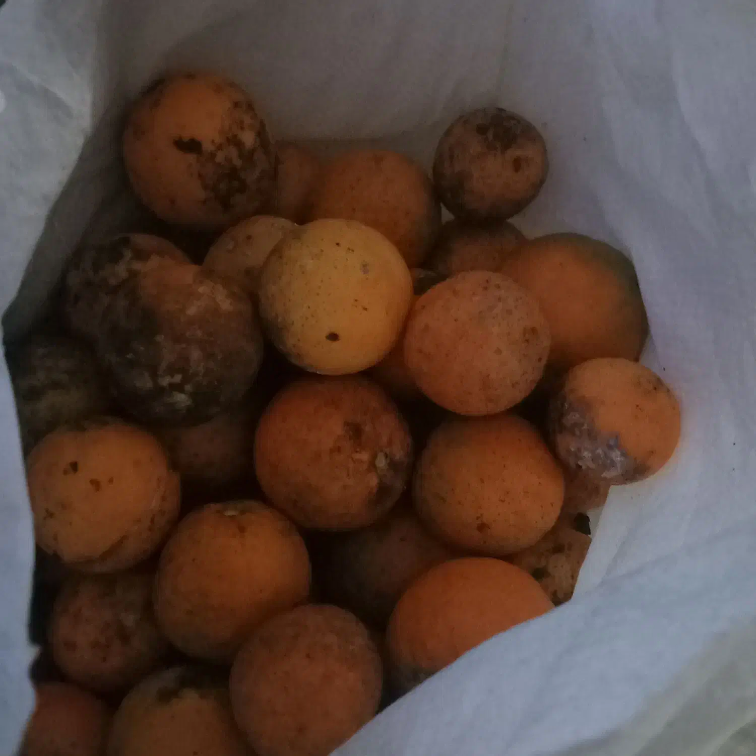 نارنج|خوردنی و آشامیدنی|رشت, شهرک صبا|دیوار