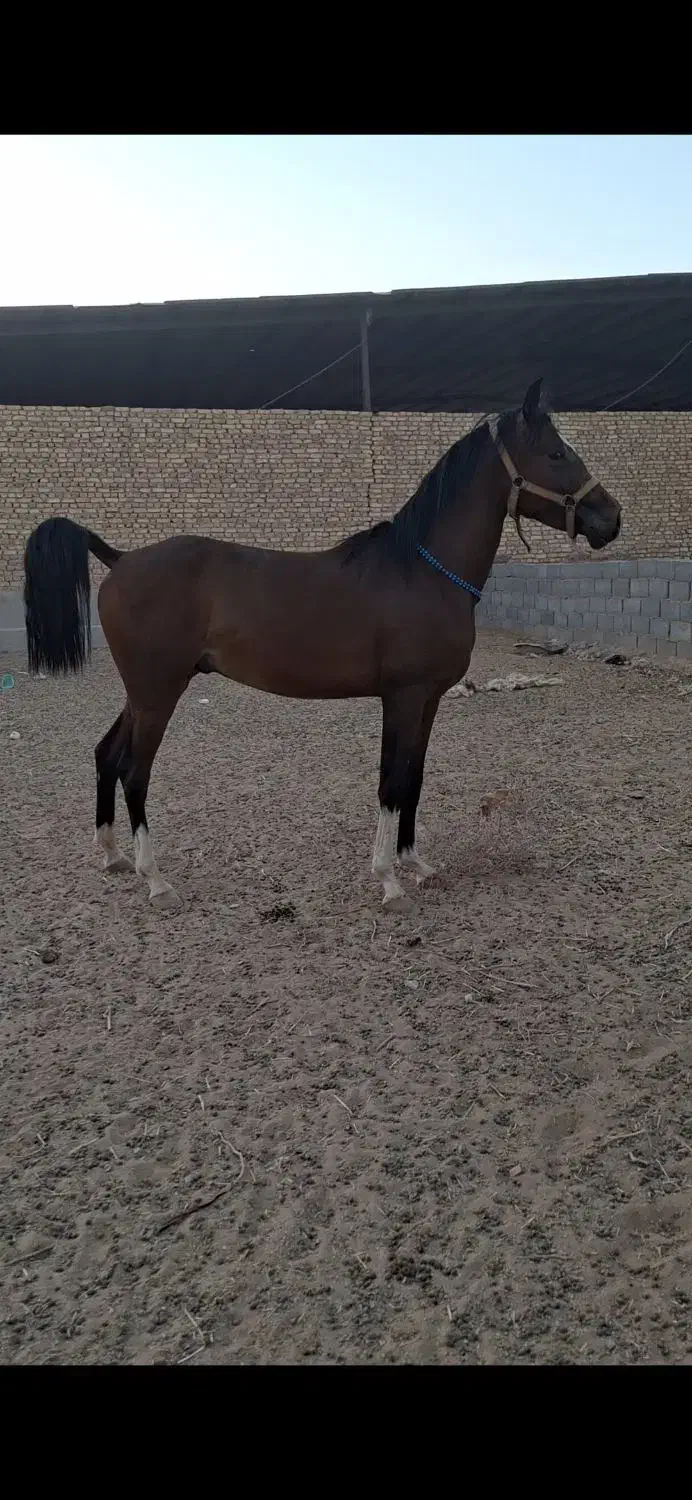 اسب خالص نریان|اسب و تجهیزات اسب‌سواری|اشکذر, |دیوار