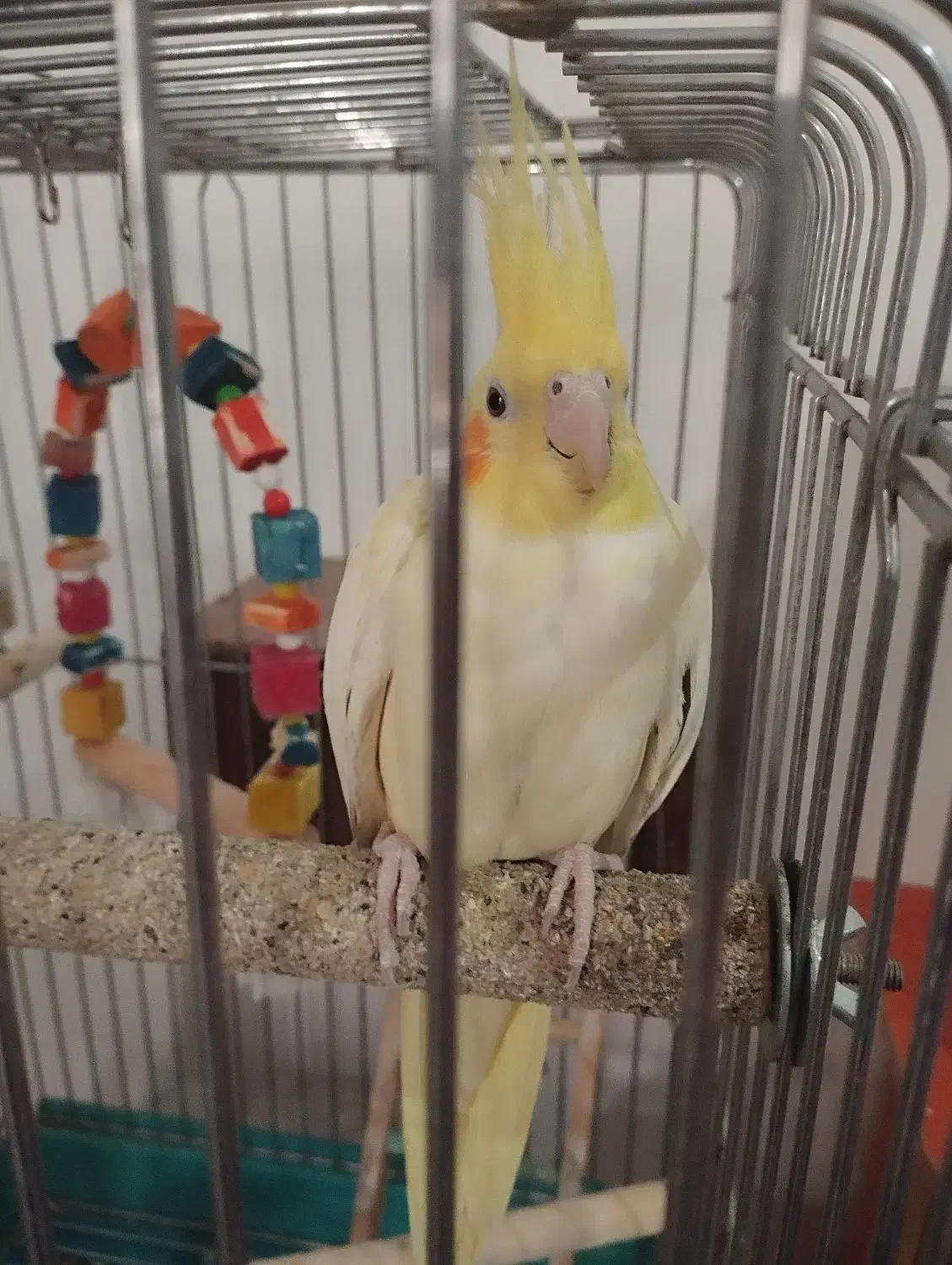 ۴تا عروس هلندی با۳تا تخم یک جفتش مولد هست|پرنده|شیراز, جمال آباد|دیوار