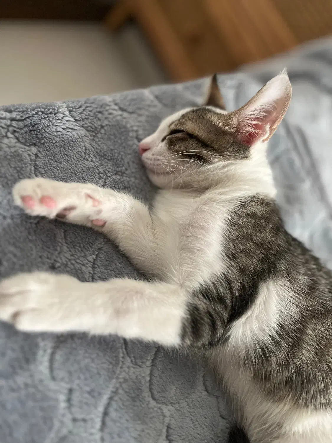 گربه فوق العاده باهوش و بانمک|گربه|قم, پردیسان|دیوار