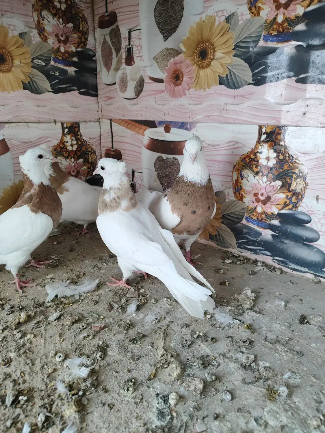 ۴ عدد طوقی لیمویی خال سیاه|پرنده|بافق, |دیوار