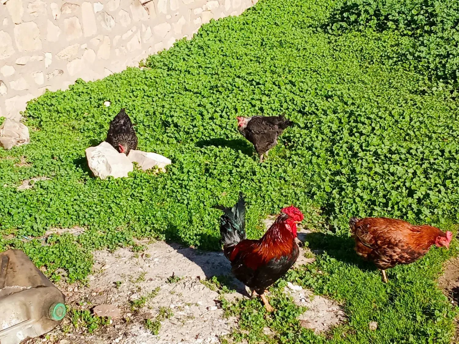 مرغ خروس لری|حیوانات مزرعه|مسجد سلیمان, |دیوار