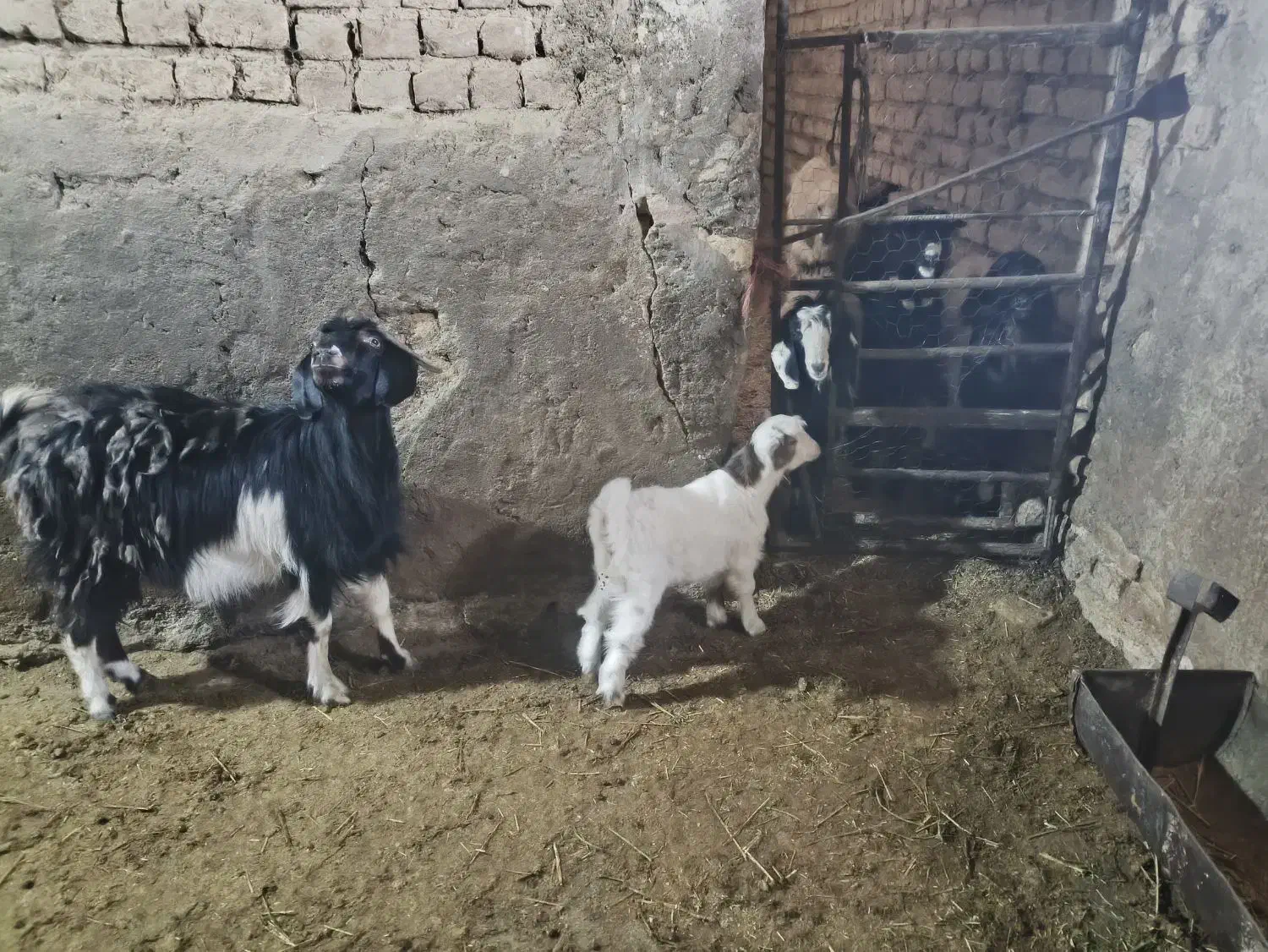 بز همراه بزغاله|حیوانات مزرعه|خنجین, |دیوار