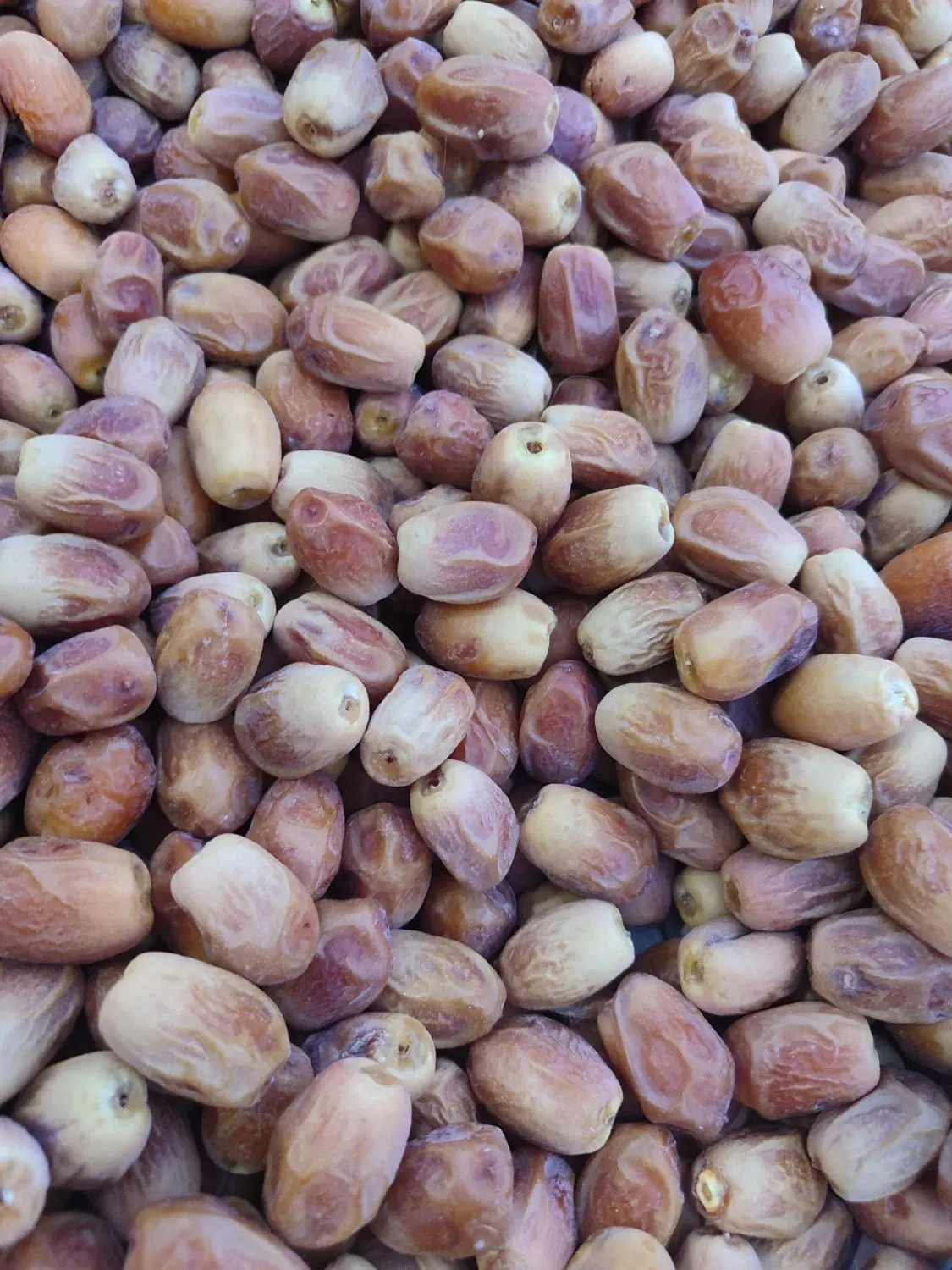 قصب|خوردنی و آشامیدنی|ارم, |دیوار