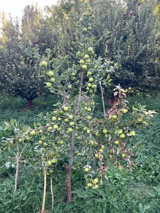 باغ سیب|فروش دفتر صنعتی، کشاورزی، تجاری|هشترود, |دیوار