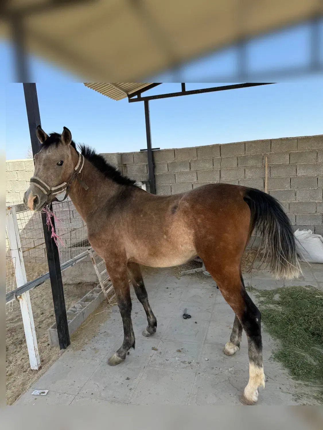 فروش کره نریان دره شور  ۲سال|اسب و تجهیزات اسب‌سواری|نی‌ریز, |دیوار