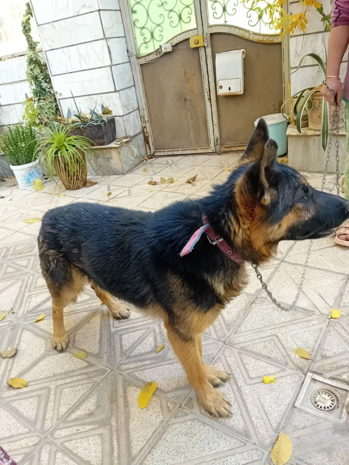 سگ نگهبانی|سگ|آرادان, |دیوار