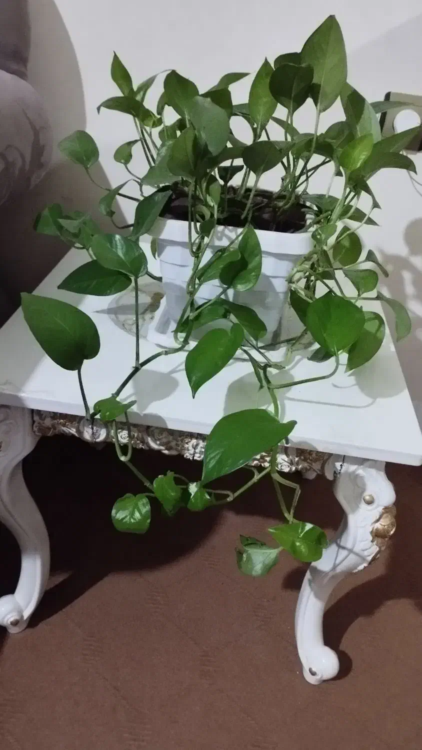 گل پتوس|گل و گیاه طبیعی|ارومیه, |دیوار