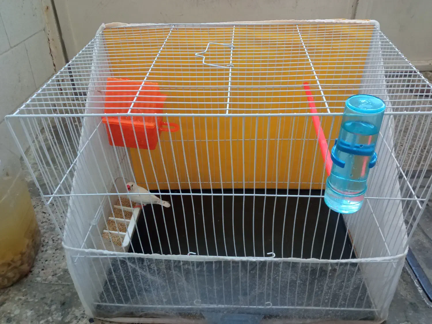 فنچ ،قفس|پرنده|مشهد, سمزقند|دیوار