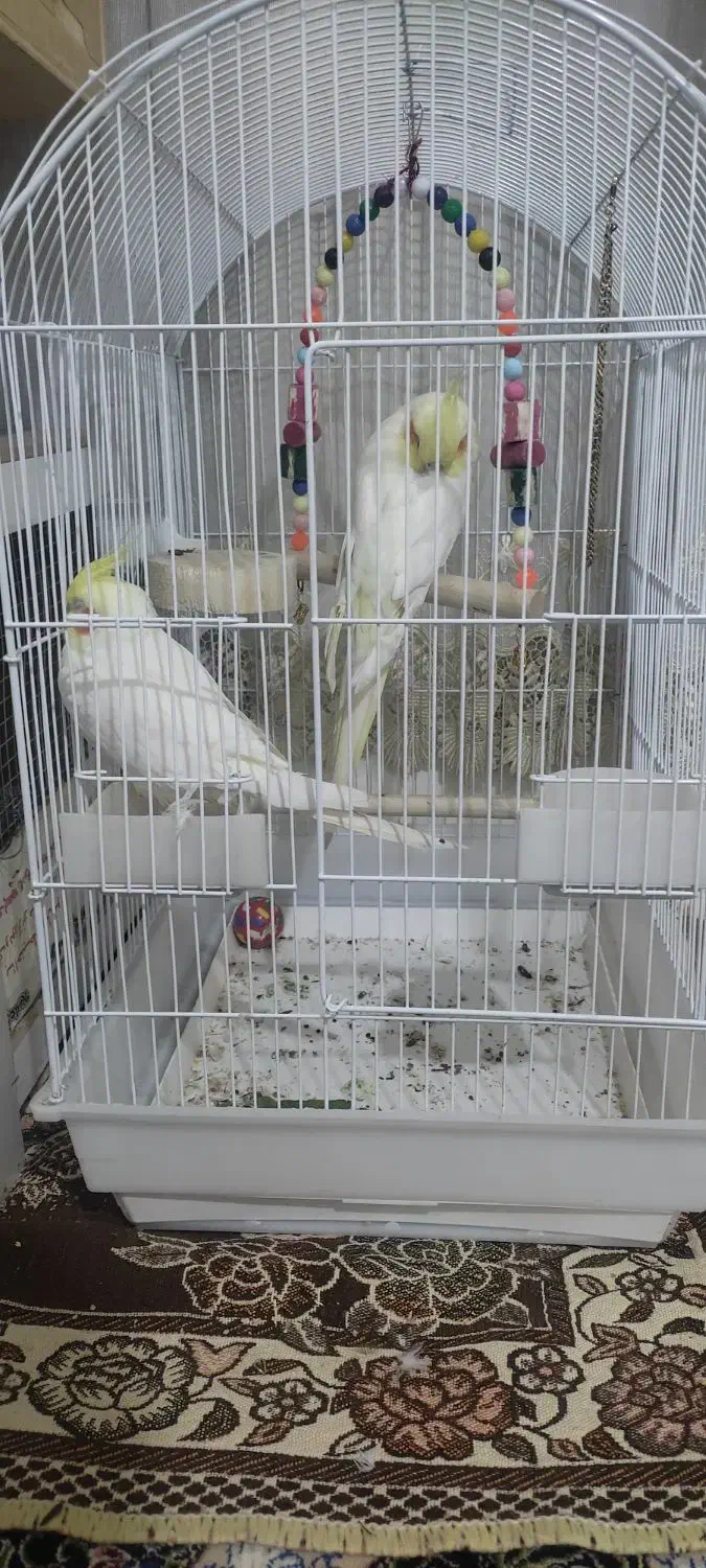 عروس هلندی جفت نرو ماده بالغ|پرنده|اقبالیه, |دیوار