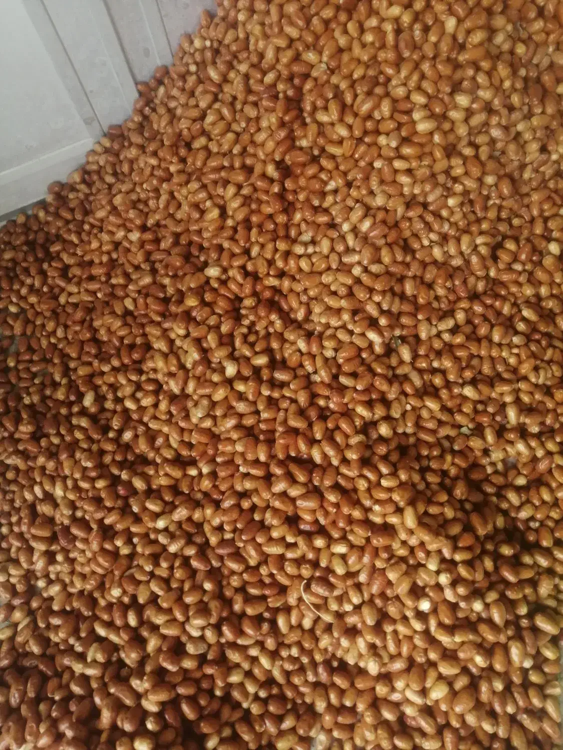 سنجد|خوردنی و آشامیدنی|گوگان, |دیوار