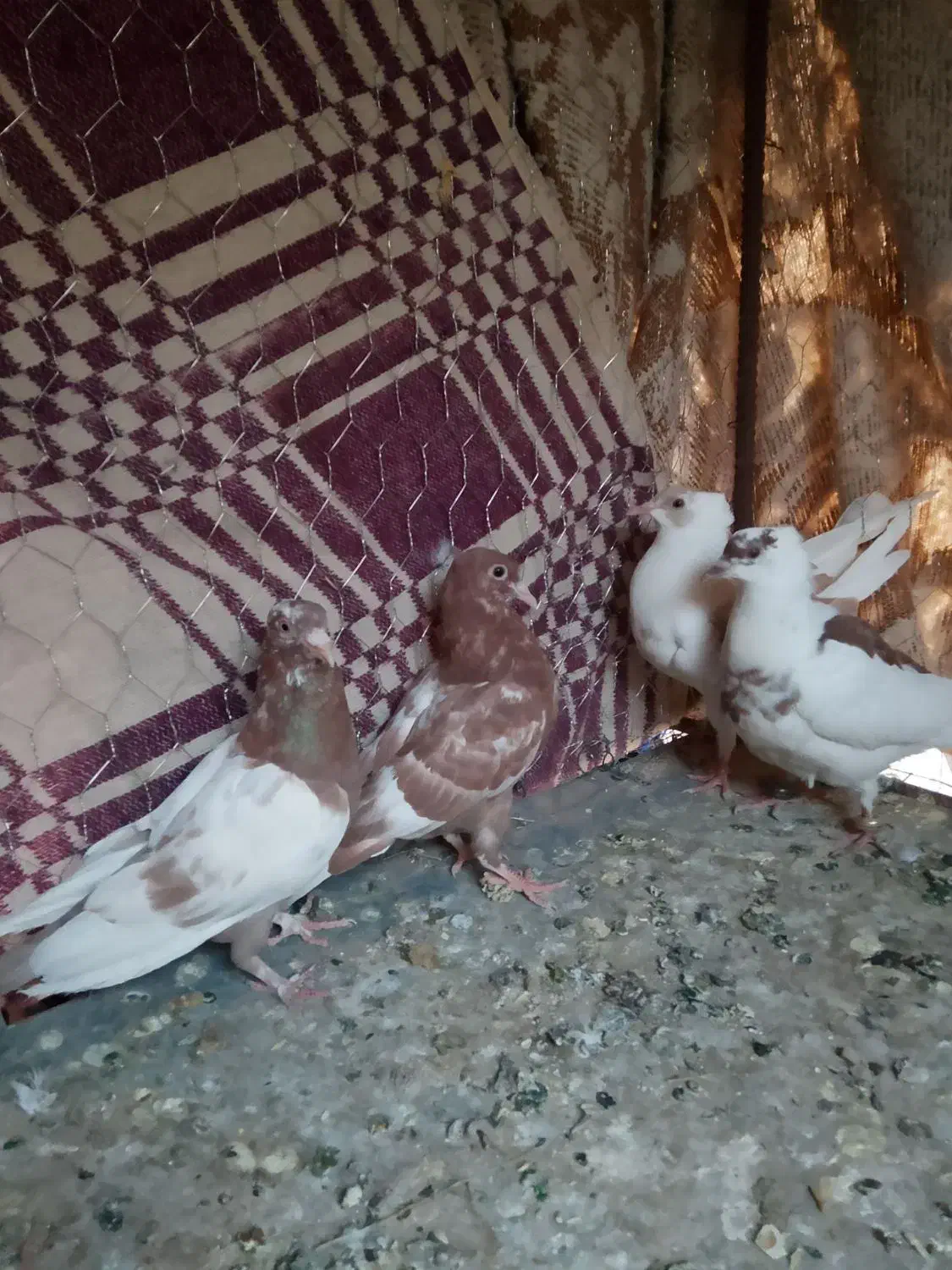 کفتر رنگه|پرنده|آیسک, |دیوار