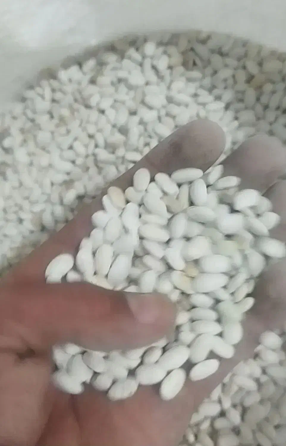 لوبیا سفید|عمدهفروشی|زند, |دیوار