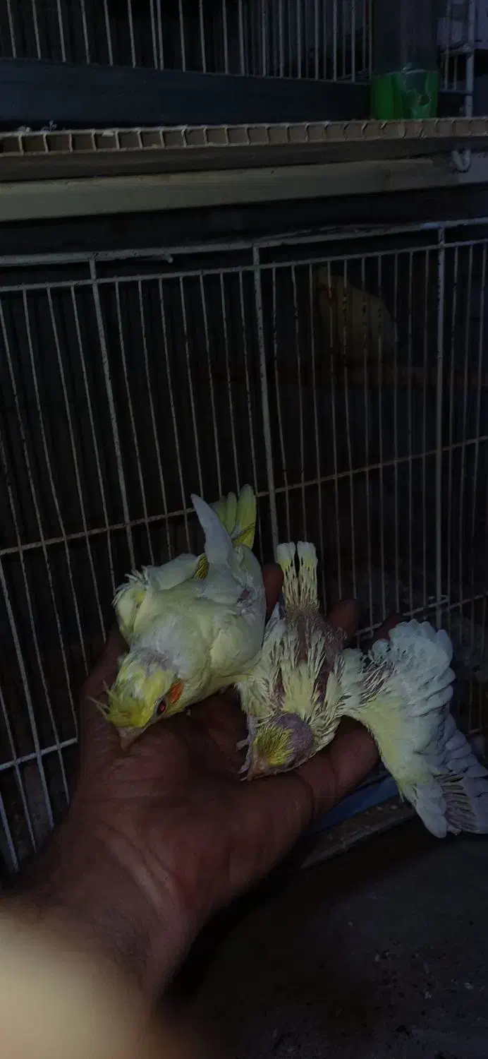 جونه عروس لوتینو سرلاکی|پرنده|خواف, |دیوار