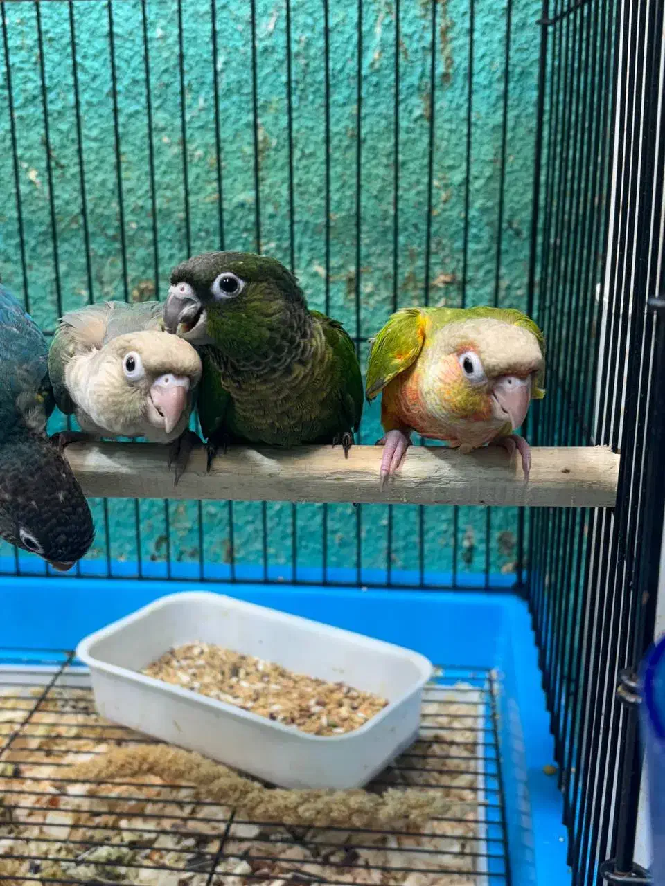 طوطی گرینچیک در انواع سایز و رنگ|پرنده|قائم‌شهر, |دیوار