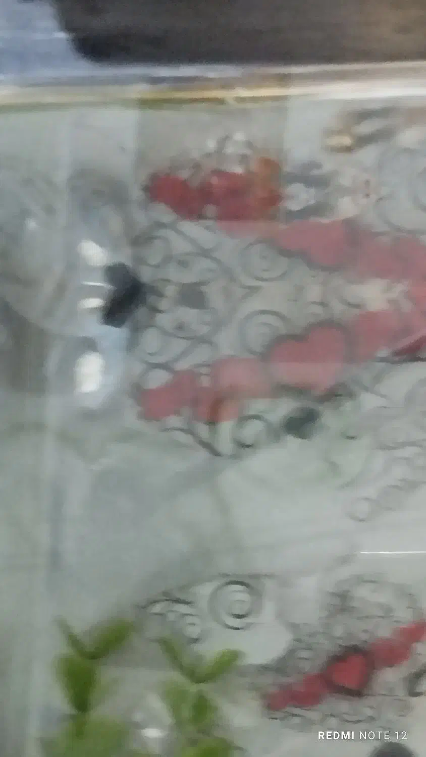 آکواریوم و ماهی گوپی|ماهی|زاهدان, |دیوار