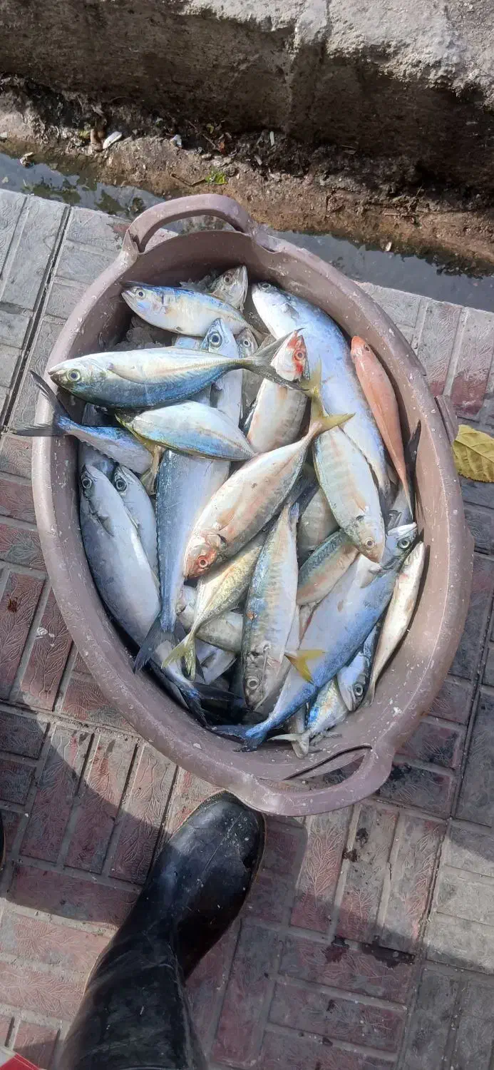 ماهی تازه|ماهی|جهرم, |دیوار