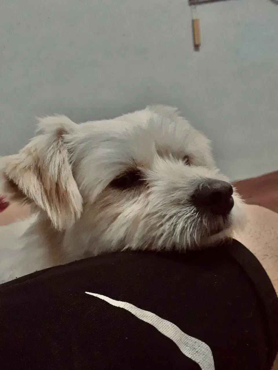 سگم گمشده|حیوانات|لاهیجان, پردسر|دیوار