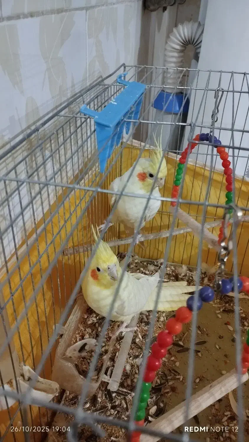 دو عدد عروس هلندی|پرنده|ایوان, |دیوار