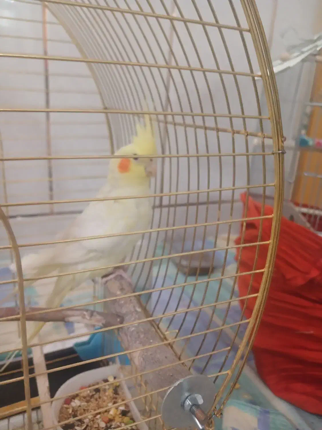 یک جفت عروس هلندی سخنگو|پرنده|شهرضا, |دیوار