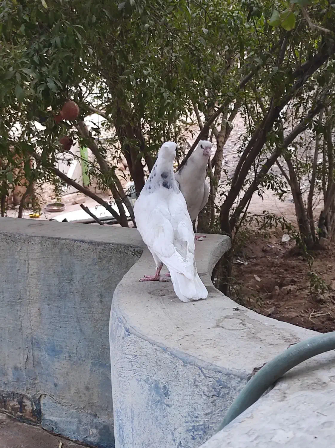 کفتر طوقی. و کیلومتری جوجه|پرنده|اردکان, |دیوار