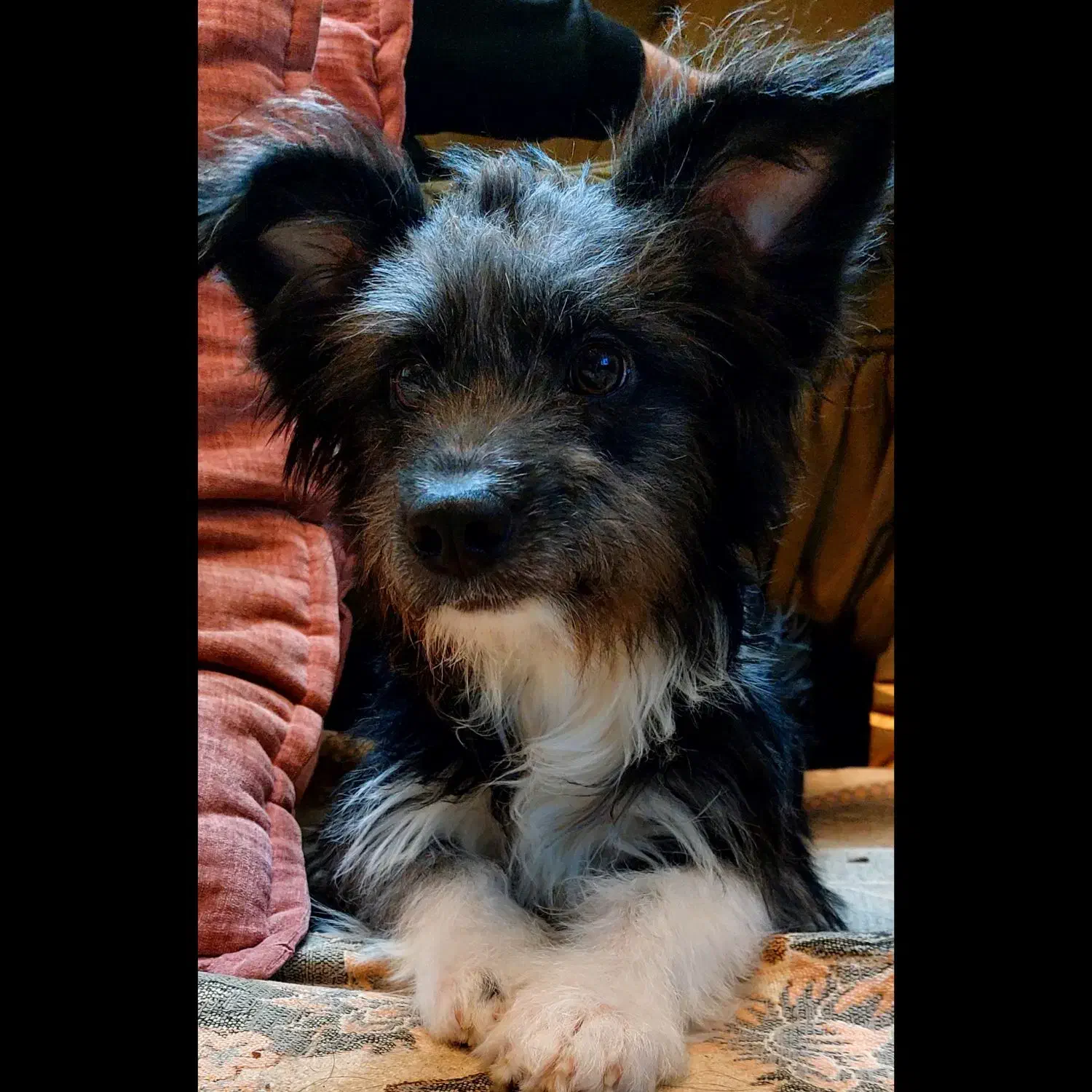 سگ پاکوتاه|سگ|تهران, کاج|دیوار