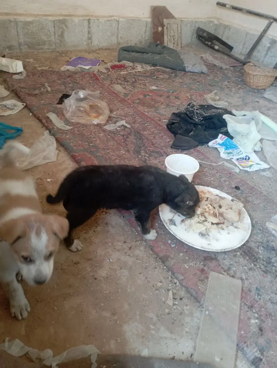 واگذاری سه عدد توله نر و یک ماده|سگ|تربت‌حیدریه, بوستان باغ ملی|دیوار